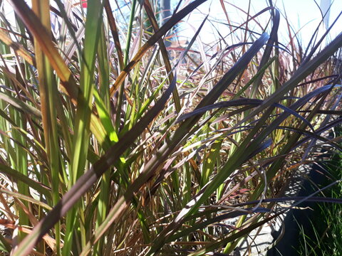 wild plants that live in sunlight