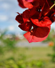 red poppy flower