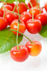 国産サクランボ