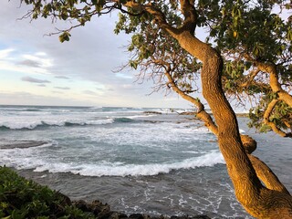 Hawaii beach with waves coming in framed by sunlit tree branches