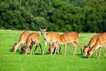 奈良県飛火野の鹿