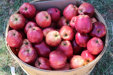 fresh apples in a basket