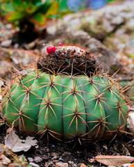 Cactus