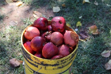 apples in a pail on the ground