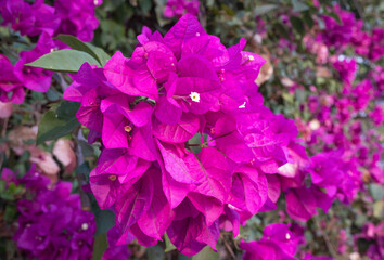 Bugambilia floreciendo en primavera