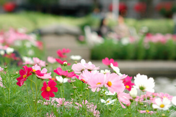 山下公園のコスモス