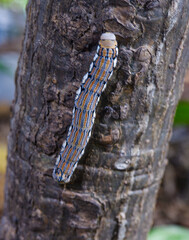 Gusano encima de arbol 