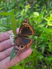 butterfly on leaf