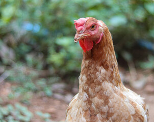 An image of a young hen portrait