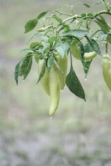 Sweet banana pepper plant in the garden