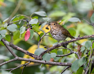 Swainson's Thrush Foraging in Fall
