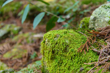 熊野古道の山中で見つけた苔むした岩