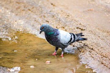 pigeon on the beach