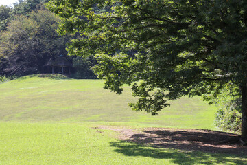 芝生 公園 グリーン 木