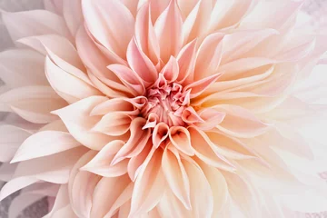 Fototapeten pink dahlia flower © Clifford