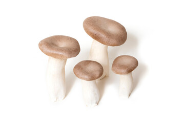 Pleurotus eryngii