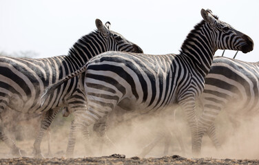 A heard of Zebras (Equus quagga) drinking at a waterhole.	Kenya.