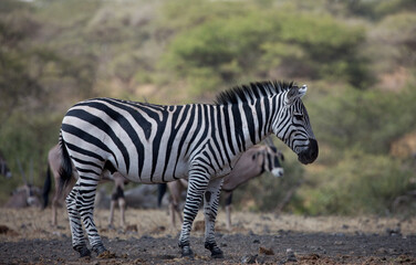 Fototapeta na wymiar A Zebra (Equus quagga) at a waterhole. Kenya. 