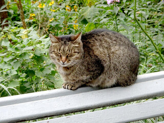 street cat on a garden bench, selective focus