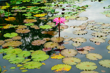 Pink lotus flower in water pond outdoor park