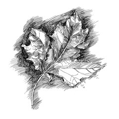 Obraz premium City Park, square, street. Graphic, naturalism. Drawing with a black liner on a white background. Trees, vegetation, buildings of urban and Park landscape. Square bitmap illustration.