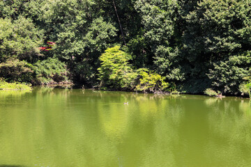 池 森 木々 グリーン