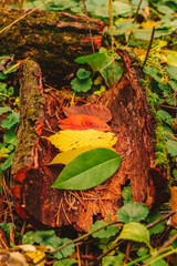 Fall season beauty in forest nature: different stages of leaves life in color layout