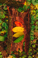 Fall season nature change: Autumn concept of leaves life cycle colorful leaves from green to yellow, red and brown