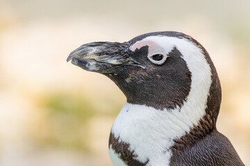 South African penguin (Spheniscus demersus)