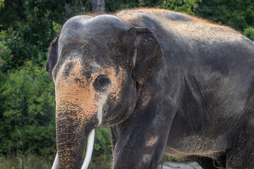 Fototapeta premium Asian or Asiatic elephant (Elephas maximus)