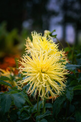 Dahlia Encore flower blossom