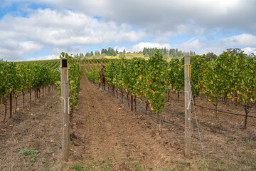 Fototapeta na wymiar Landscape of vines in a row Oregon state.