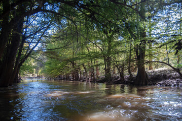 river in the woods