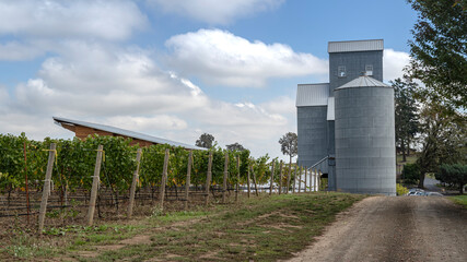 Fototapeta premium Silos nad vines Oregon countryside landscape.
