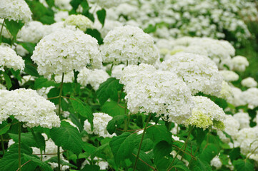 アジサイ