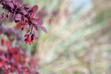A branch of Thunberg barberry with ripe and dried fruits and leaves damaged by insects on the background of a glaucous cereal plant with stiff fan leaves. Autumn, bright sun, close up, selective focus