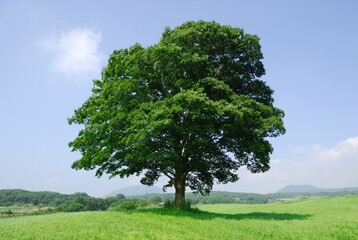 Fototapeta premium 草原の木