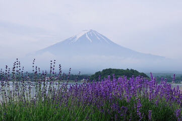 富士山とラベンダー