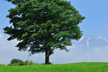 Fototapeta premium 草原の木