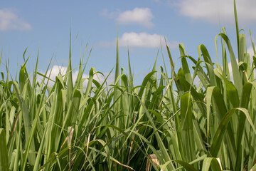 Obraz premium Caña de azúcar 