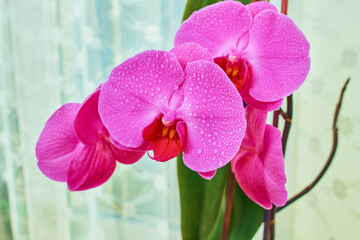 Pink orchid close up view background.