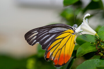 Delias eucharis or common Jezebel butterfly with broken wing finding .and eating Flower pollen  on the flowers