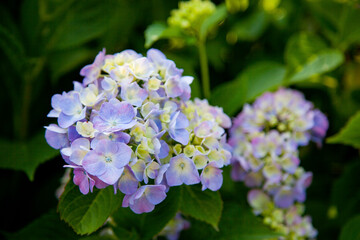 アジサイの花