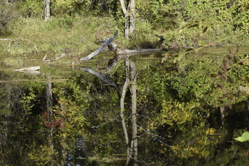 Fototapeta premium tree in the water