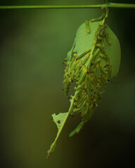 Army of Green Caterpillar eating a leaf