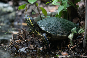 Obraz premium turtle on the ground