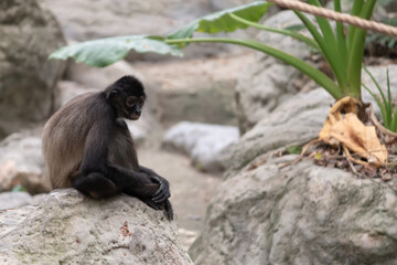 baboon sitting on a branch