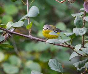 Female/Immature Magnolia Warbler Foraging in Fall