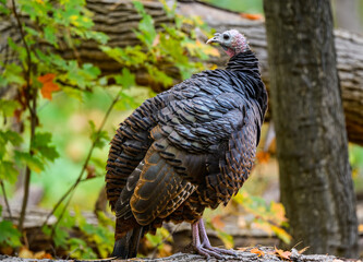 Turkey Vulture Portrait in Fall