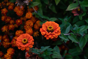 Orange Zinnia flower blossom.